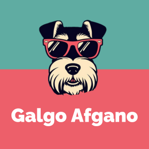 Galgo Afgano