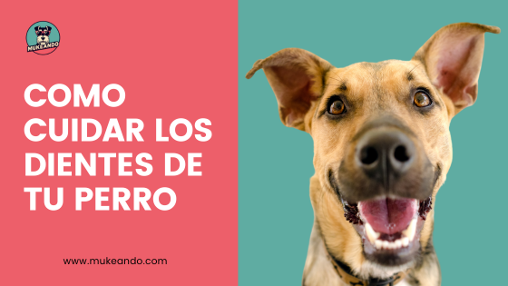 cuidado dental de perros