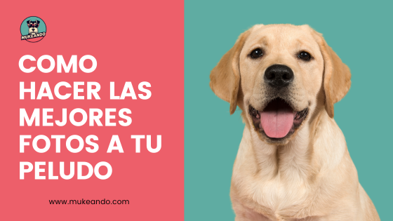 hacer buenas fotos a tu perro