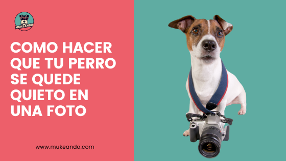 hacer que tu perro se quede quieto en una foto