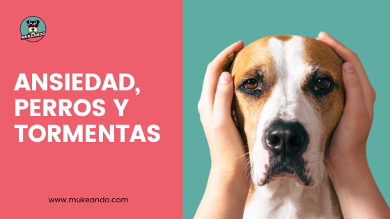 mi perro tiene miedo de las tormentas