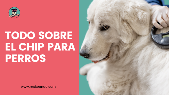 obligatorio poner chip a los perros