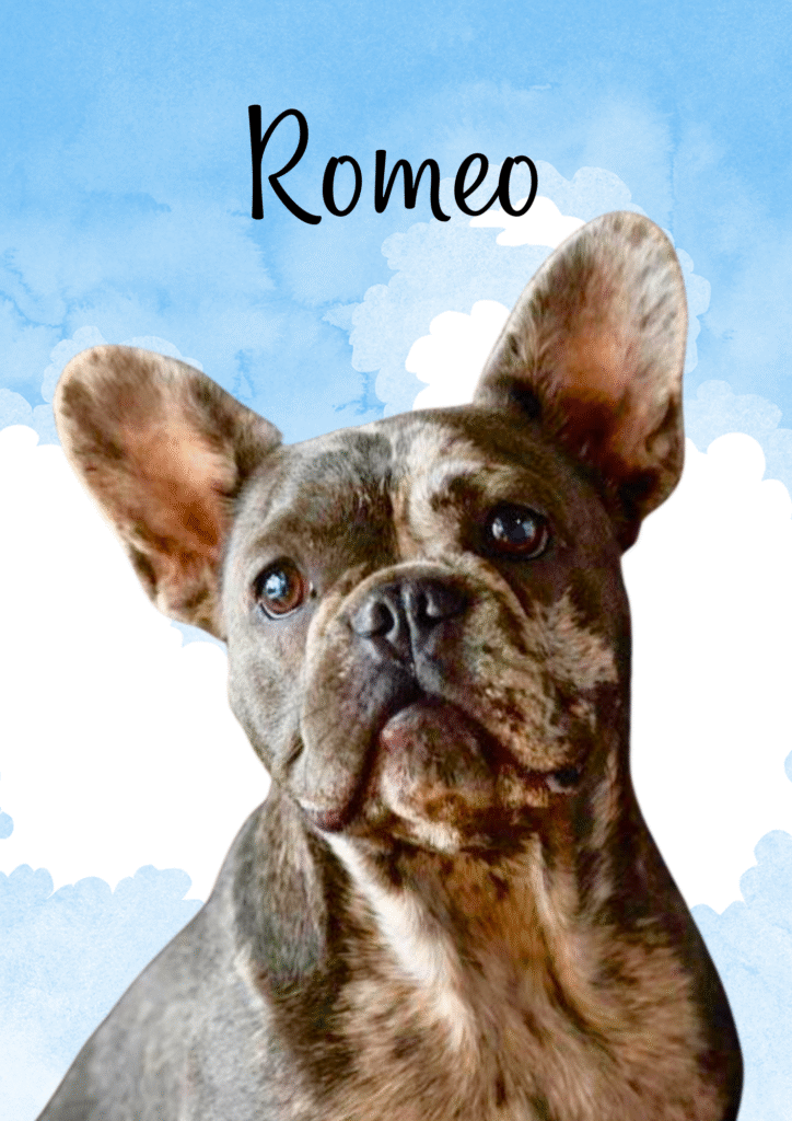Imagen #1 de Romeo