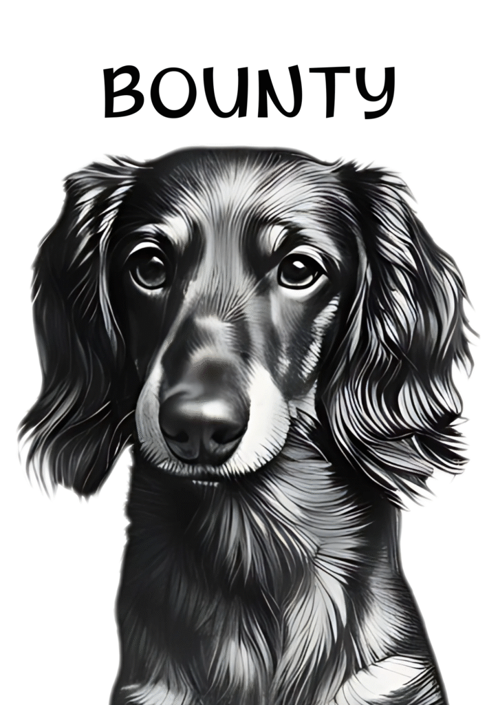 Imagen #1 de Bounty